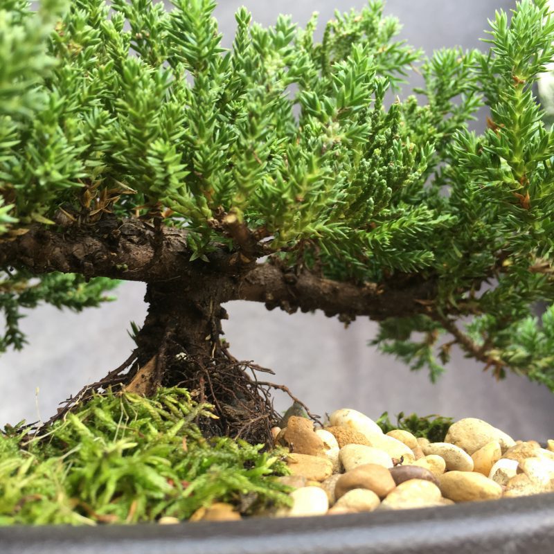 6-8 year old Juniper Bonsai Tree In 7" pot - Image 14