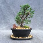 Shimpaku Juniper Bonsai Tree