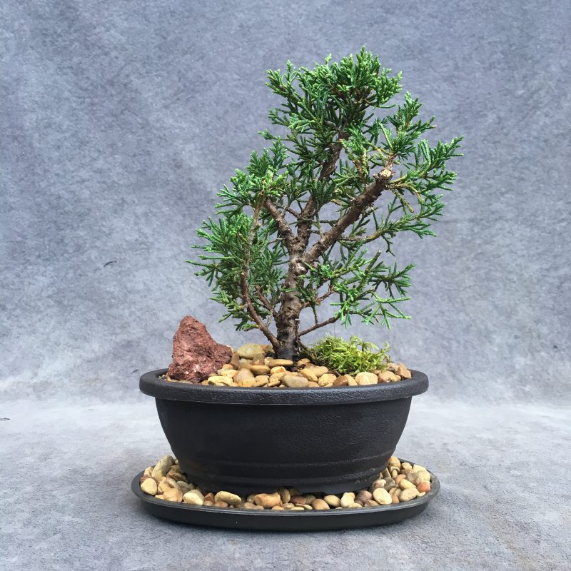 Shimpaku Juniper Bonsai Tree