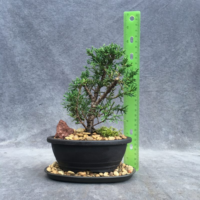 Awesome Shimpaku Juniper Bonsai Tree In 6" Plastic Bonsai Pot - Image 2