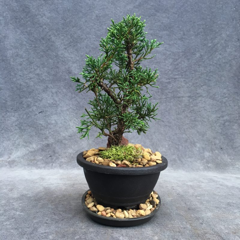 Awesome Shimpaku Juniper Bonsai Tree In 6" Plastic Bonsai Pot - Image 4