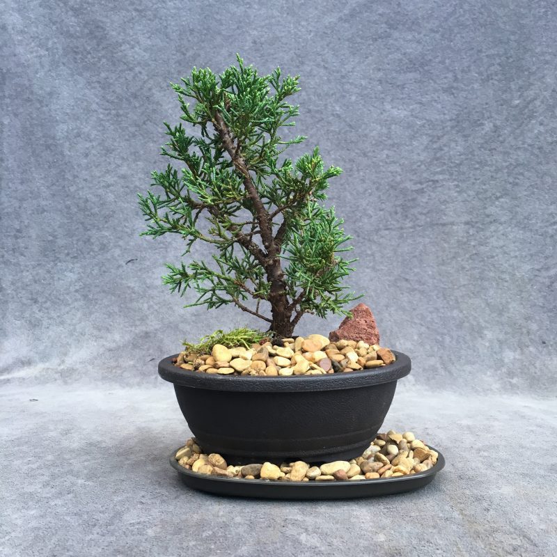 Awesome Shimpaku Juniper Bonsai Tree In 6" Plastic Bonsai Pot - Image 5