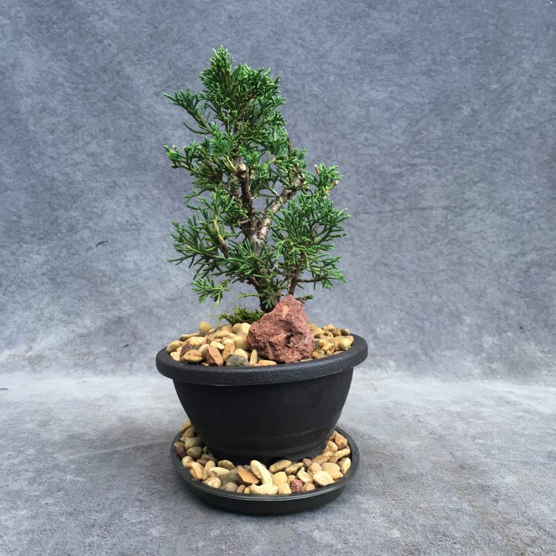 Awesome Shimpaku Juniper Bonsai Tree In 6" Plastic Bonsai Pot - Image 6