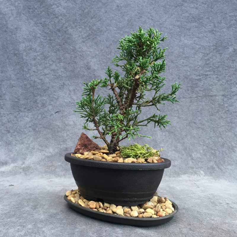 Awesome Shimpaku Juniper Bonsai Tree In 6" Plastic Bonsai Pot - Image 12