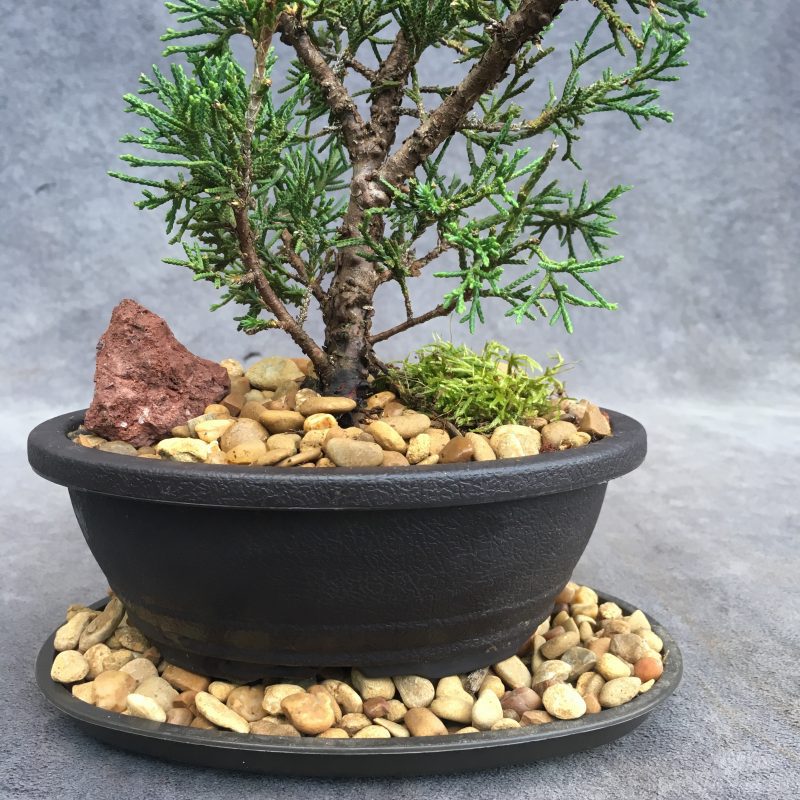 Awesome Shimpaku Juniper Bonsai Tree In 6" Plastic Bonsai Pot - Image 9