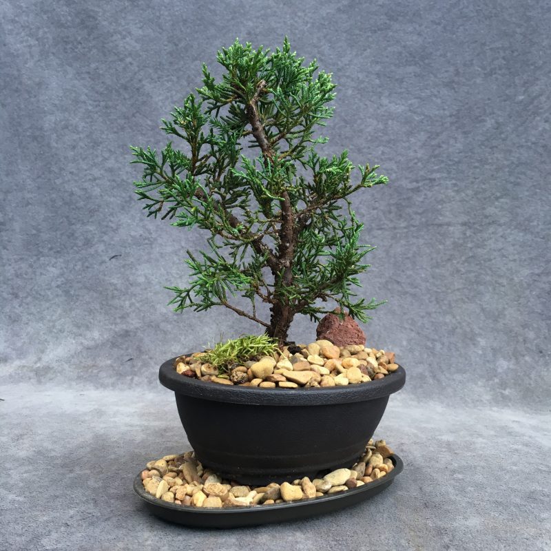 Awesome Shimpaku Juniper Bonsai Tree In 6" Plastic Bonsai Pot - Image 8