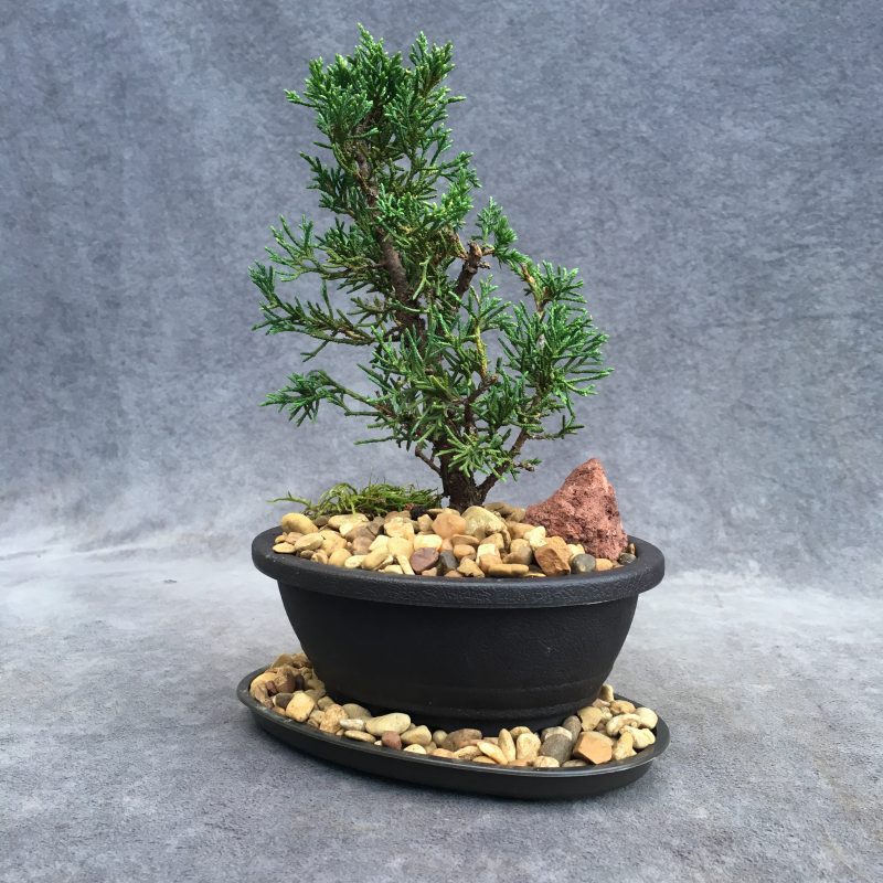 Awesome Shimpaku Juniper Bonsai Tree In 6" Plastic Bonsai Pot - Image 7