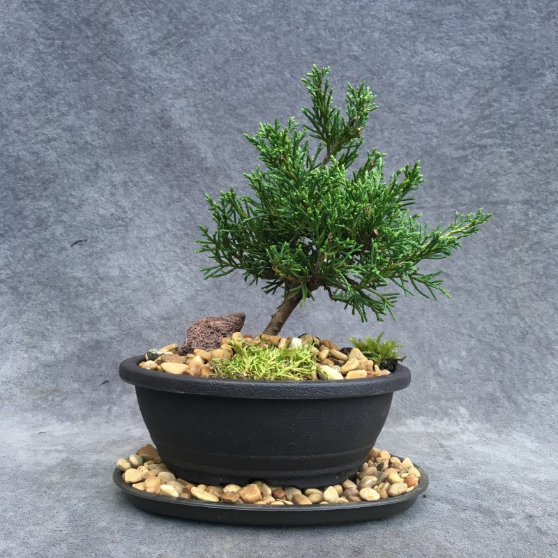 Shimpaku Juniper Bonsai