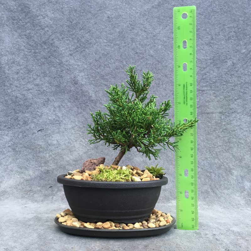 Shimpaku Juniper Bonsai Tree In 6" Plastic Bonsai Pot, (Outdoor) - Image 2