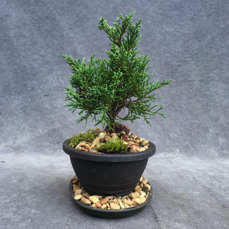 Shimpaku Juniper Bonsai Tree In 6" Plastic Bonsai Pot, (Outdoor) - Image 12