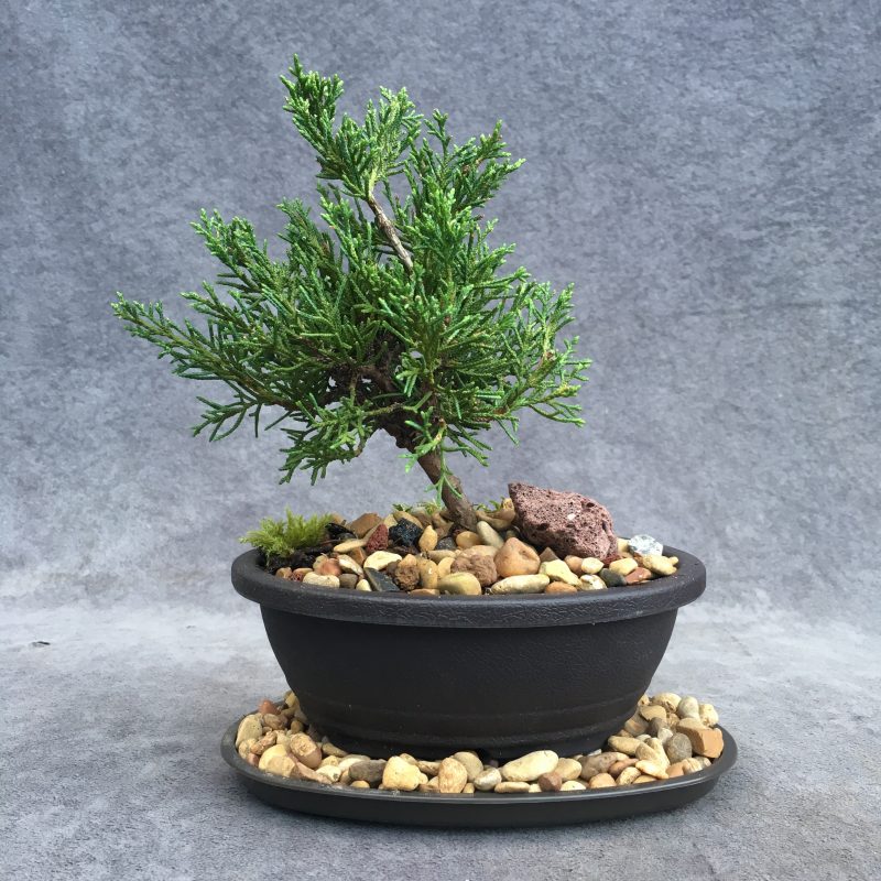 Shimpaku Juniper Bonsai Tree In 6" Plastic Bonsai Pot, (Outdoor) - Image 11