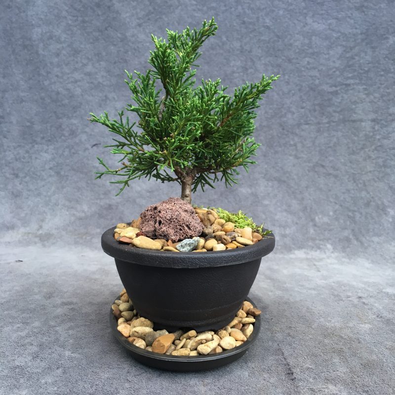 Shimpaku Juniper Bonsai Tree In 6" Plastic Bonsai Pot, (Outdoor) - Image 10