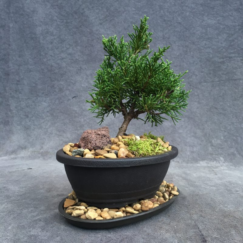 Shimpaku Juniper Bonsai Tree In 6" Plastic Bonsai Pot, (Outdoor) - Image 9