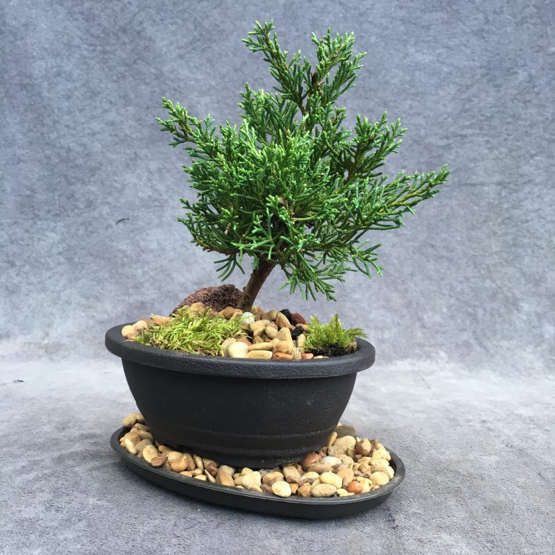 Shimpaku Juniper Bonsai Tree In 6" Plastic Bonsai Pot, (Outdoor) - Image 8