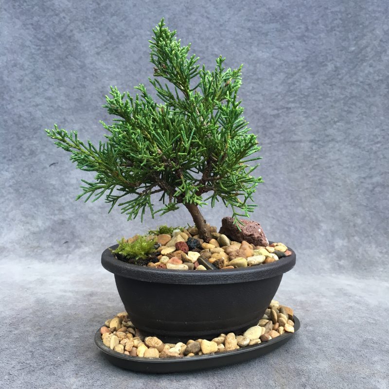 Shimpaku Juniper Bonsai Tree In 6" Plastic Bonsai Pot, (Outdoor) - Image 5