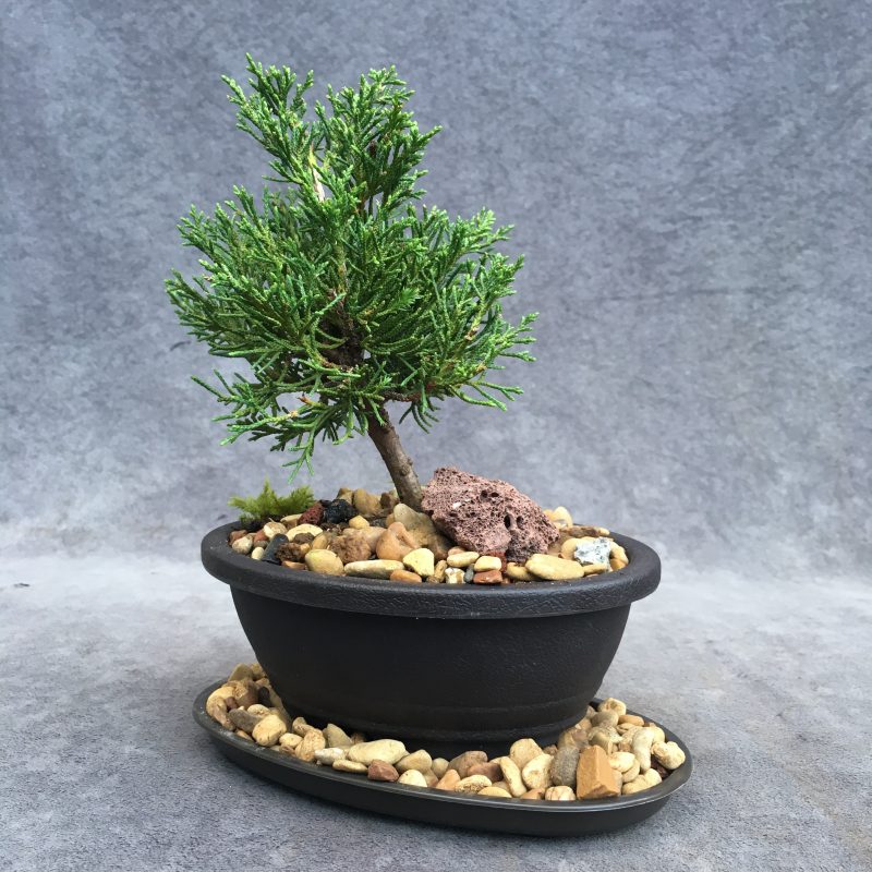 Shimpaku Juniper Bonsai Tree In 6" Plastic Bonsai Pot, (Outdoor) - Image 4