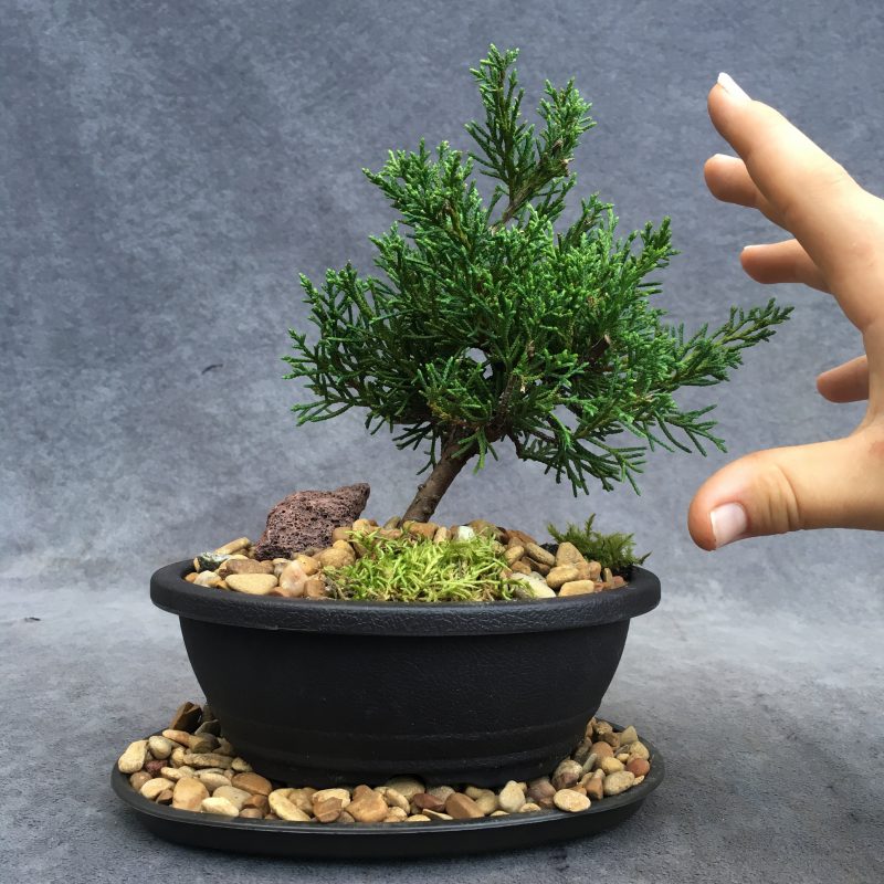 Shimpaku Juniper Bonsai Tree In 6" Plastic Bonsai Pot, (Outdoor) - Image 3