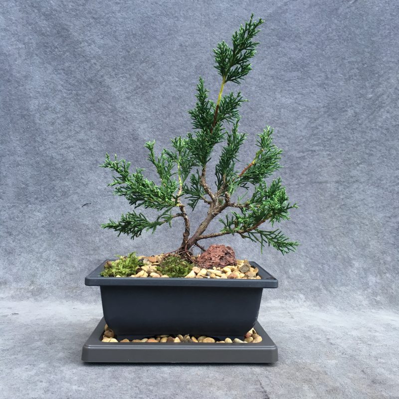 Shimpaku Juniper Bonsai