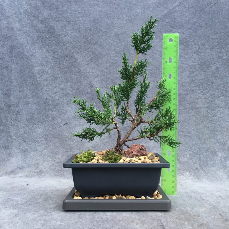 Shimpaku Juniper Bonsai Tree In 6" Plastic Bonsai Pot (Outdoor) - Image 2