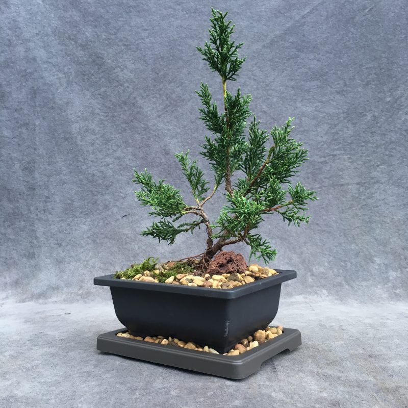 Shimpaku Juniper Bonsai Tree In 6" Plastic Bonsai Pot (Outdoor) - Image 3