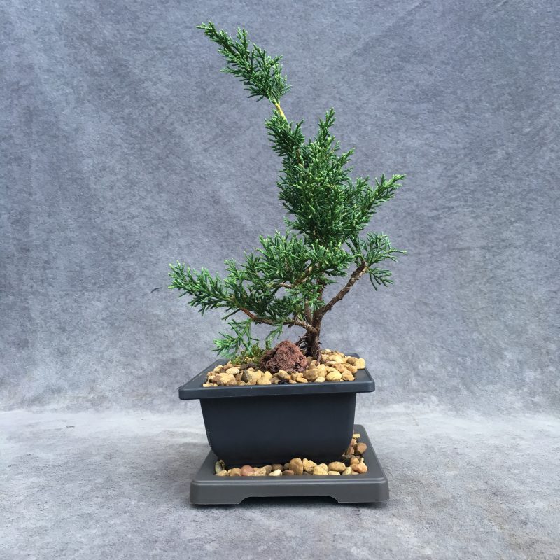 Shimpaku Juniper Bonsai Tree In 6" Plastic Bonsai Pot (Outdoor) - Image 7