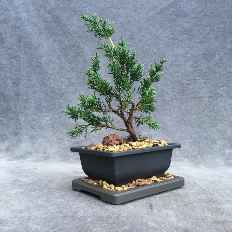 Shimpaku Juniper Bonsai Tree In 6" Plastic Bonsai Pot (Outdoor) - Image 4