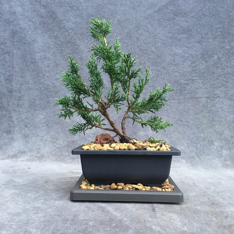 Shimpaku Juniper Bonsai Tree In 6" Plastic Bonsai Pot (Outdoor) - Image 5