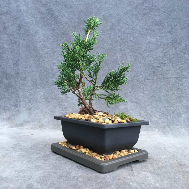 Shimpaku Juniper Bonsai Tree In 6" Plastic Bonsai Pot (Outdoor) - Image 8