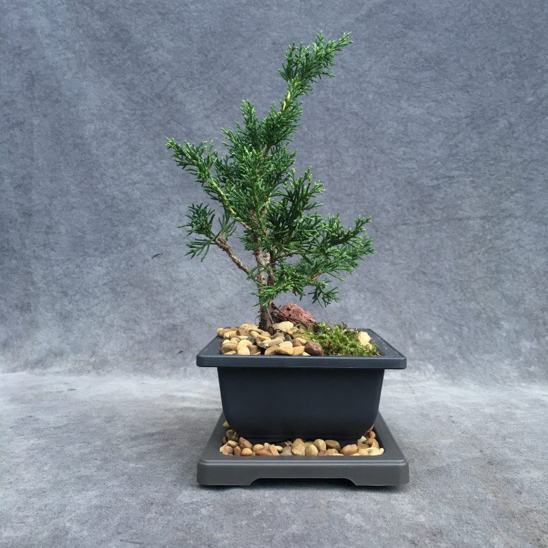 Shimpaku Juniper Bonsai Tree In 6" Plastic Bonsai Pot (Outdoor) - Image 9