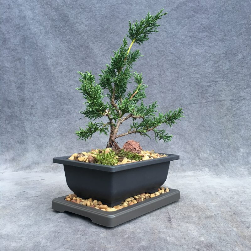 Shimpaku Juniper Bonsai Tree In 6" Plastic Bonsai Pot (Outdoor) - Image 10