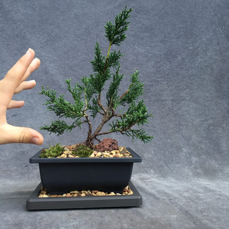 Shimpaku Juniper Bonsai Tree In 6" Plastic Bonsai Pot (Outdoor) - Image 12