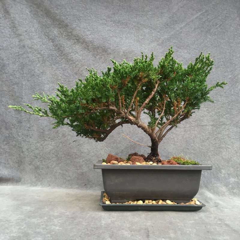 Sargent`s Juniper Bonsai