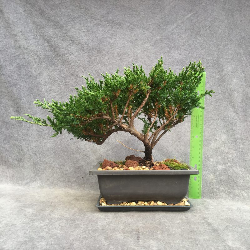 Excellent Sargent`s Juniper Bonsai Tree In 8" Plastic Bonsai Pot, (Outdoor) - Image 2