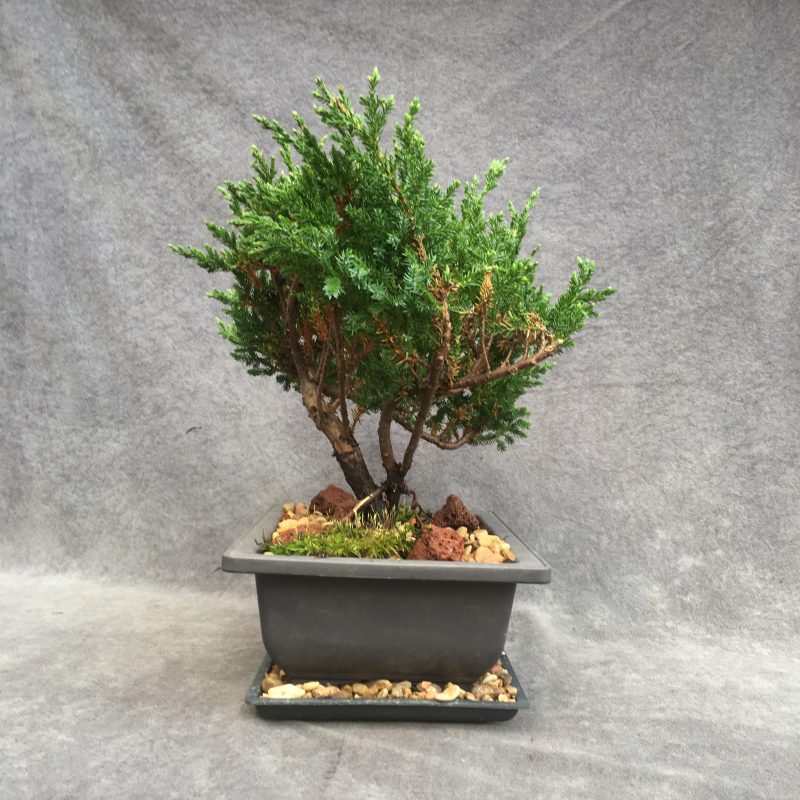 Excellent Sargent`s Juniper Bonsai Tree In 8" Plastic Bonsai Pot, (Outdoor) - Image 4