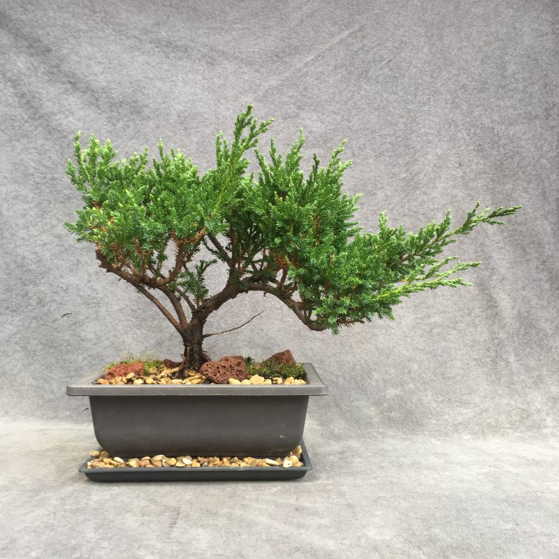 Excellent Sargent`s Juniper Bonsai Tree In 8" Plastic Bonsai Pot, (Outdoor) - Image 5