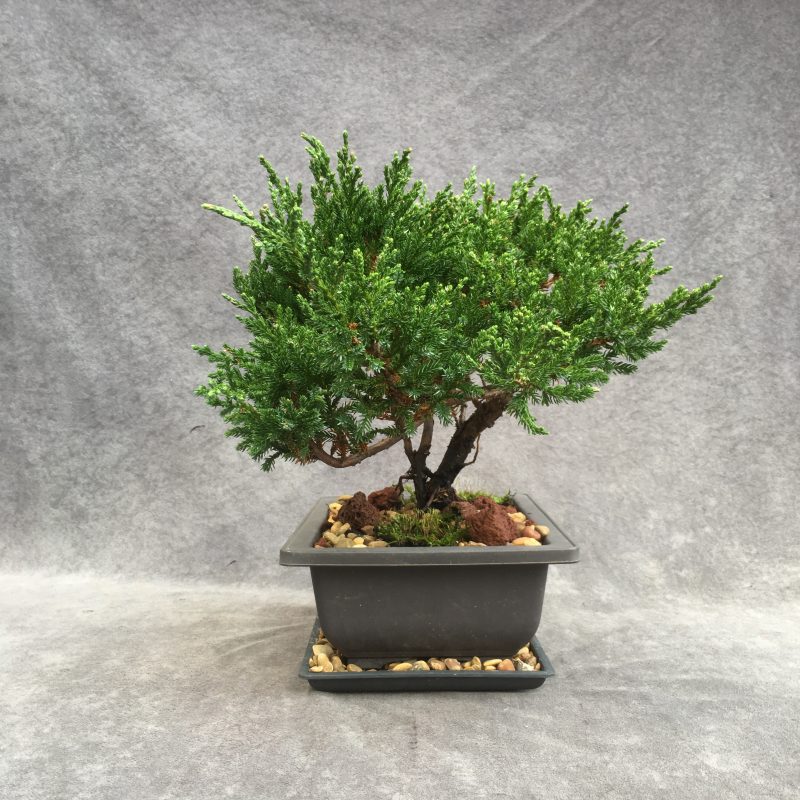 Excellent Sargent`s Juniper Bonsai Tree In 8" Plastic Bonsai Pot, (Outdoor) - Image 6