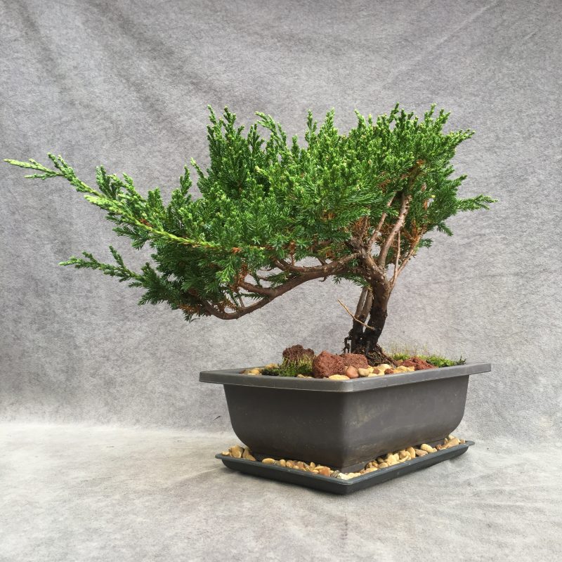 Excellent Sargent`s Juniper Bonsai Tree In 8" Plastic Bonsai Pot, (Outdoor) - Image 7