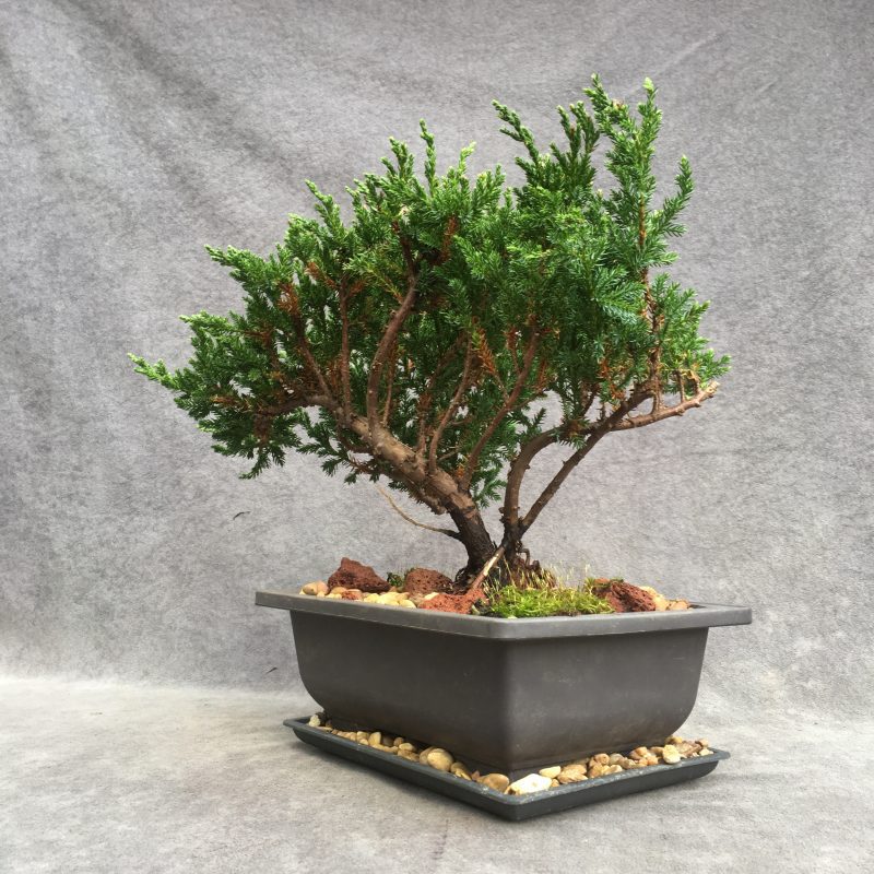 Excellent Sargent`s Juniper Bonsai Tree In 8" Plastic Bonsai Pot, (Outdoor) - Image 8